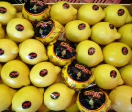Limon Primafiori