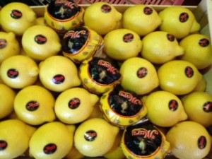 Limon Primafiori